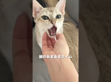 シンガプーラの子猫のある日の朝#子ネコ #ねこ #猫のいる暮らし