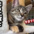 熊が出る河原に捨てられた子猫が幸せへと旅立ちました