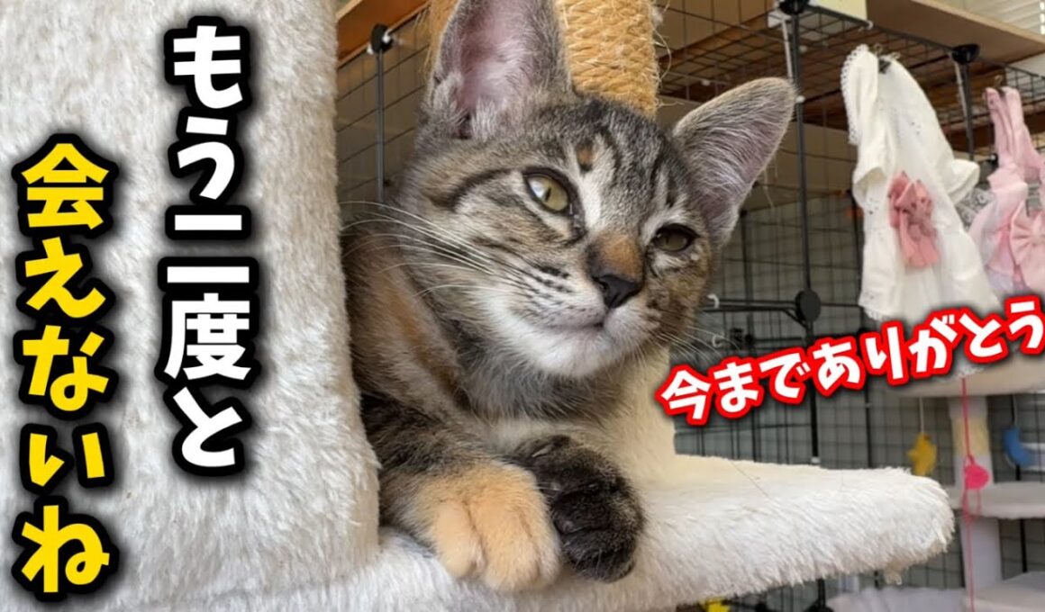熊が出る河原に捨てられた子猫が幸せへと旅立ちました