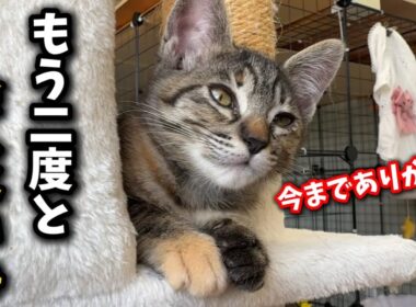 熊が出る河原に捨てられた子猫が幸せへと旅立ちました