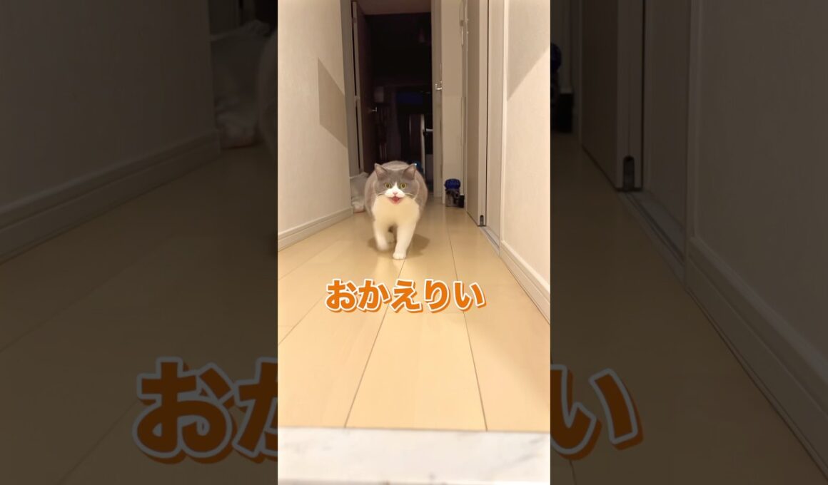 #猫 #ブリティッシュショートヘア #猫癒し