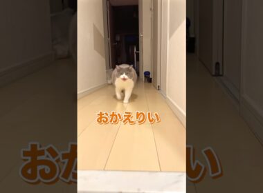 #猫 #ブリティッシュショートヘア #猫癒し