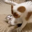 【大爆笑】生後３ヶ月の子猫の必死すぎるケンカがクセ強すぎ！！！！！！！！！！【関西弁でしゃべる猫】【猫アテレコ】