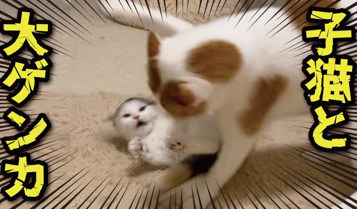 【大爆笑】生後３ヶ月の子猫の必死すぎるケンカがクセ強すぎ！！！！！！！！！！【関西弁でしゃべる猫】【猫アテレコ】