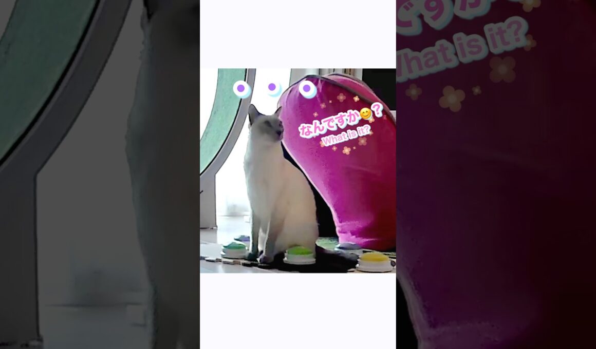 【押し間違い⁉】猫の会話ボタン事件😂🐾 必見！パパには悪いけど可愛い🤣 【トンキニーズ】Oops! Wrong Button!? Cat’s Talk 😂🐾 #猫 #猫動画 #トンキニーズ