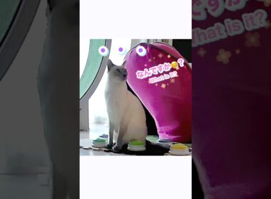 【押し間違い⁉】猫の会話ボタン事件😂🐾 必見！パパには悪いけど可愛い🤣 【トンキニーズ】Oops! Wrong Button!? Cat’s Talk 😂🐾 #猫 #猫動画 #トンキニーズ