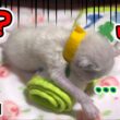 いつも罵声を浴びせる生後6日の赤ちゃん子猫に生まれて初めてミルクを哺乳瓶から飲ませた結果大変な事になりました…  #子猫