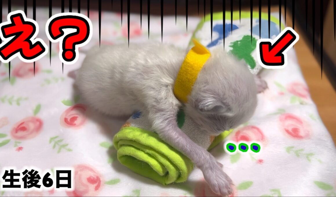 いつも罵声を浴びせる生後6日の赤ちゃん子猫に生まれて初めてミルクを哺乳瓶から飲ませた結果大変な事になりました…  #子猫