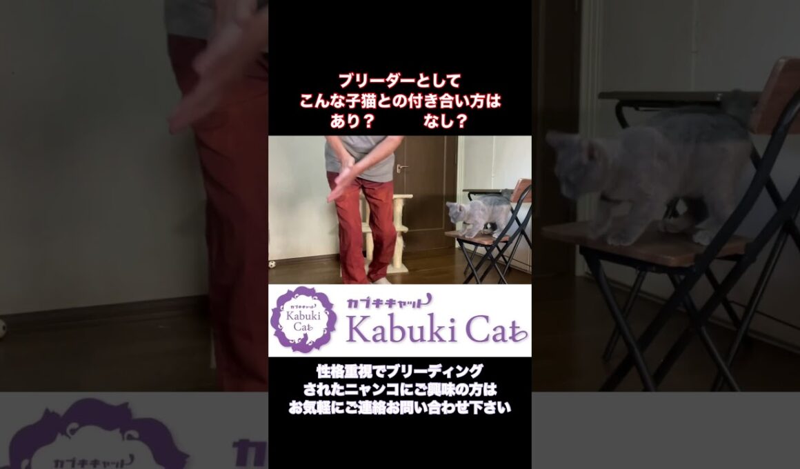 子猫とのふれあい【シャルトリュー&ブリティッシュ】 #ブリティッシュショートヘア #シャルトリュー #子猫