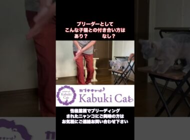 子猫とのふれあい【シャルトリュー&ブリティッシュ】 #ブリティッシュショートヘア #シャルトリュー #子猫