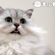 猫のブラッシング中に起こるハプニング 【サイベリアン】