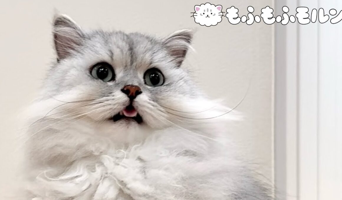 猫のブラッシング中に起こるハプニング 【サイベリアン】