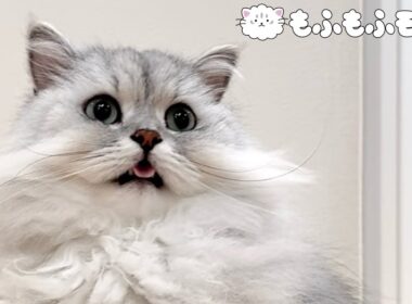 猫のブラッシング中に起こるハプニング 【サイベリアン】