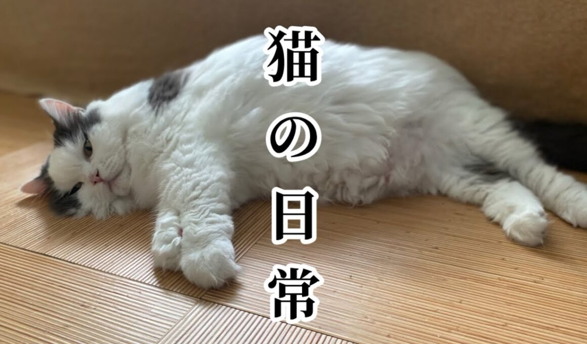 【愛猫の日常#07】◉マイペース