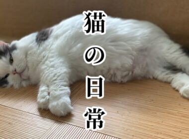 【愛猫の日常#07】◉マイペース