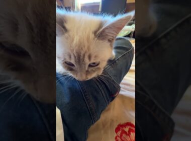 膝に乗せて、ナデナデ。シャムの子ネコ雫ちゃん。一瞬、寄り目