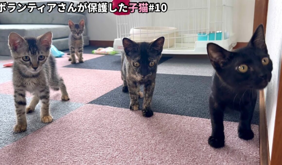 保護した子猫達が初めて別の猫と出会います。