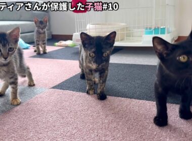 保護した子猫達が初めて別の猫と出会います。