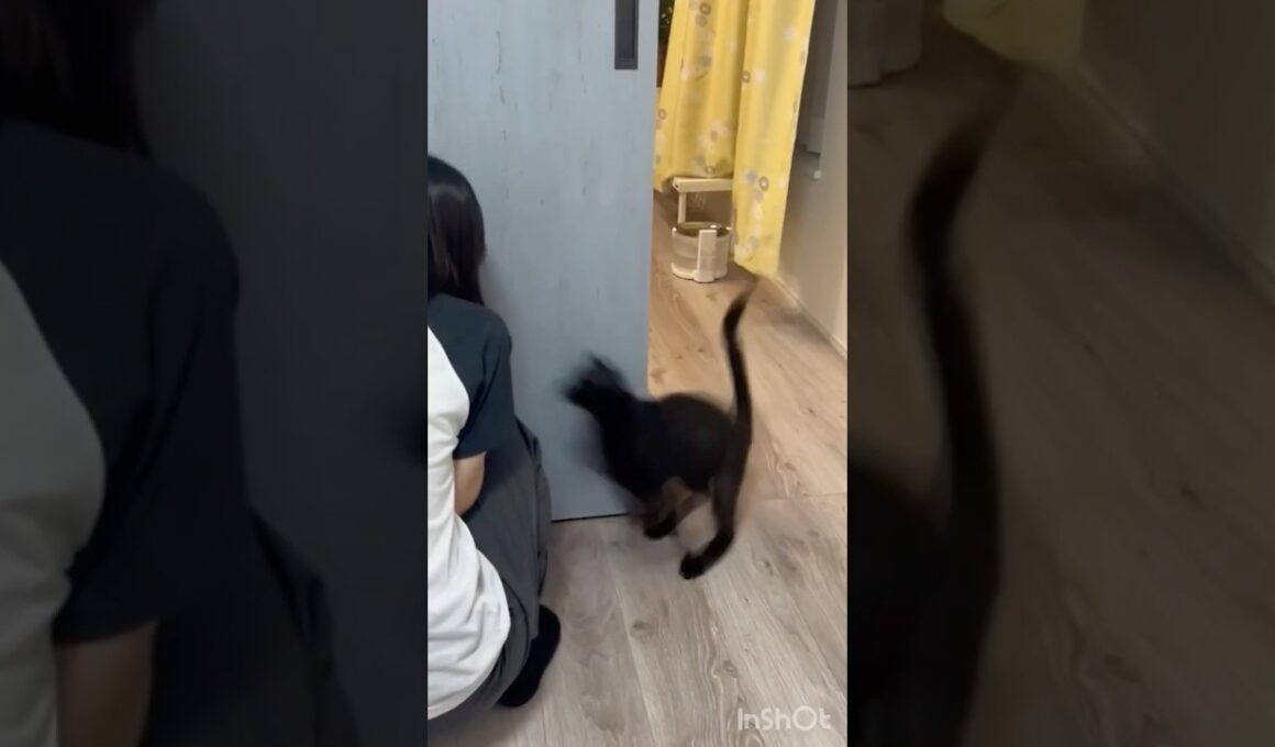黒猫とかくれんぼ　#ボンベイ #子猫 #cat #bombay #猫のいる暮らし #猫のいる生活 #ねこ #ねこ動画 #猫好きさんと繋がりたい #かわいい #癒やし