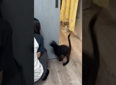 黒猫とかくれんぼ　#ボンベイ #子猫 #cat #bombay #猫のいる暮らし #猫のいる生活 #ねこ #ねこ動画 #猫好きさんと繋がりたい #かわいい #癒やし