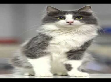havana brown cat personality