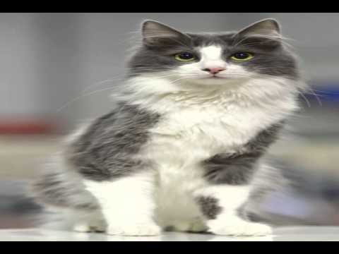 havana brown cat personality