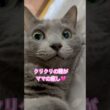守るより守られたい派❤️ #猫 #ロシアンブルー #shorts