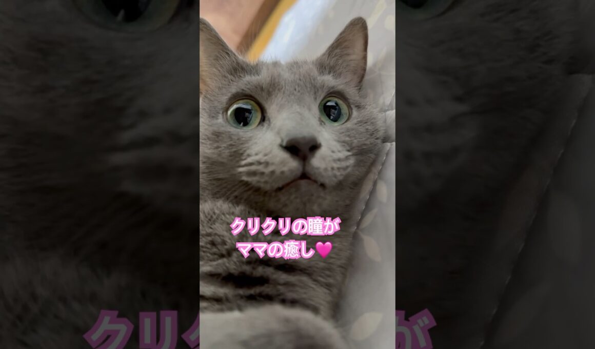 守るより守られたい派❤️ #猫 #ロシアンブルー #shorts