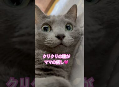 守るより守られたい派❤️ #猫 #ロシアンブルー #shorts