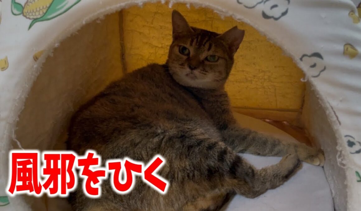 大変です！なじゅ様が初めて風邪をひきました