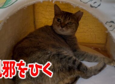 大変です！なじゅ様が初めて風邪をひきました