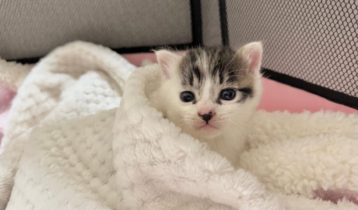 大通り沿いにひとりぼっちでいた子猫を保護【坊ちゃん日記#1】Kitten was found alone along the main street.