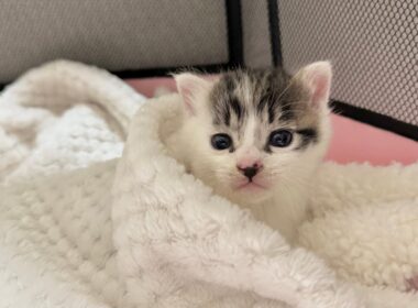 大通り沿いにひとりぼっちでいた子猫を保護【坊ちゃん日記#1】Kitten was found alone along the main street.