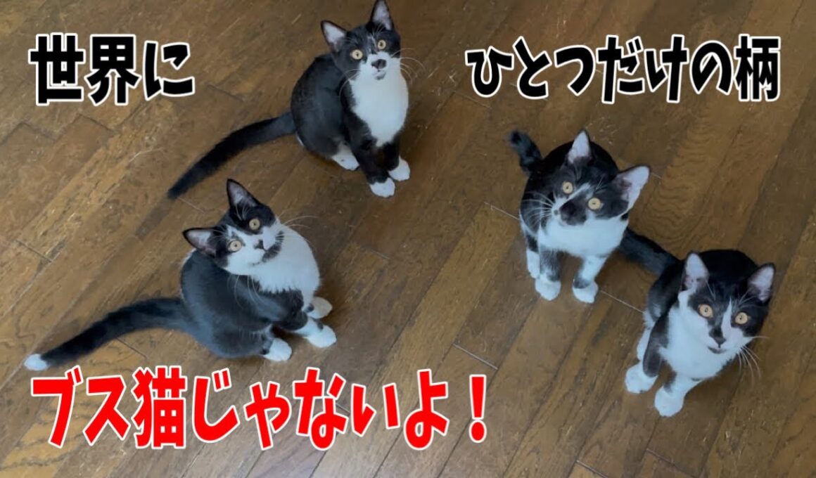 美人は3日で飽きるという
