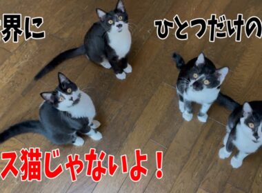 美人は3日で飽きるという