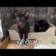 何かに反応して突然鳴き出す保護子猫