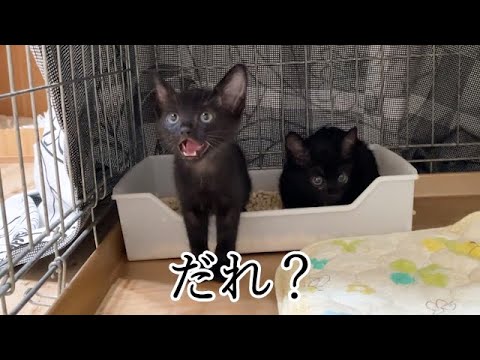 何かに反応して突然鳴き出す保護子猫