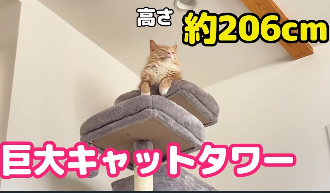 猫さんに見下ろしてもらうために、ついに巨大キャットタワーに手を出した主