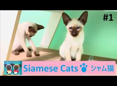 #1  Siamese Kittens Play　ティアラ＆アーサー　シャム子猫が遊ぶ
