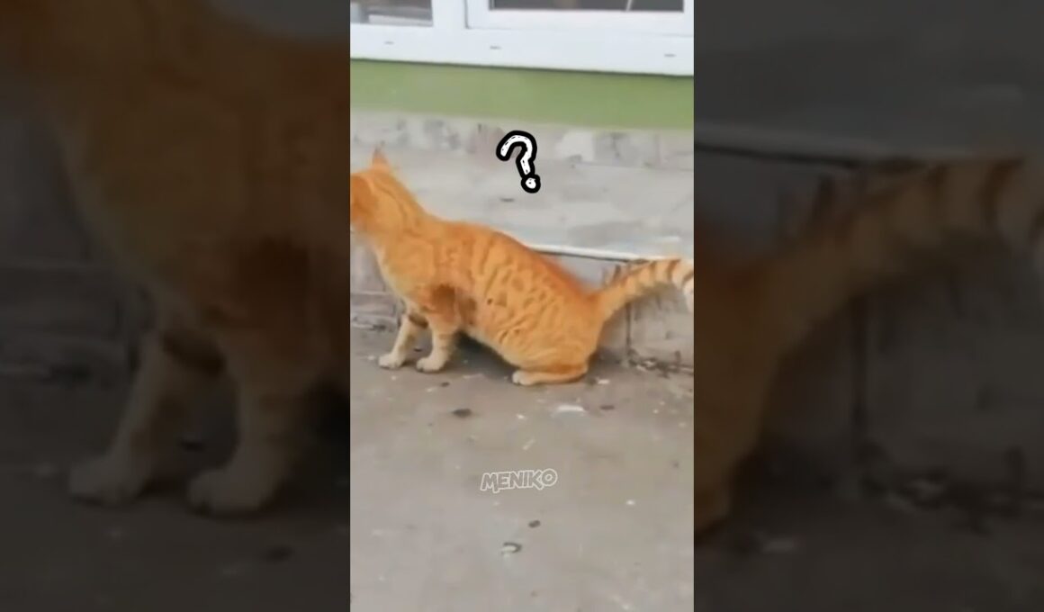 Tom and Jerry di Dunia nyata #shorts