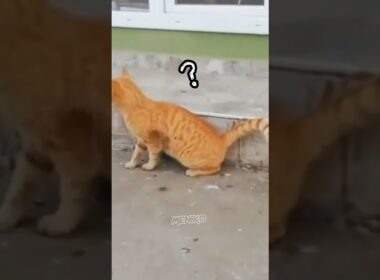 Tom and Jerry di Dunia nyata #shorts