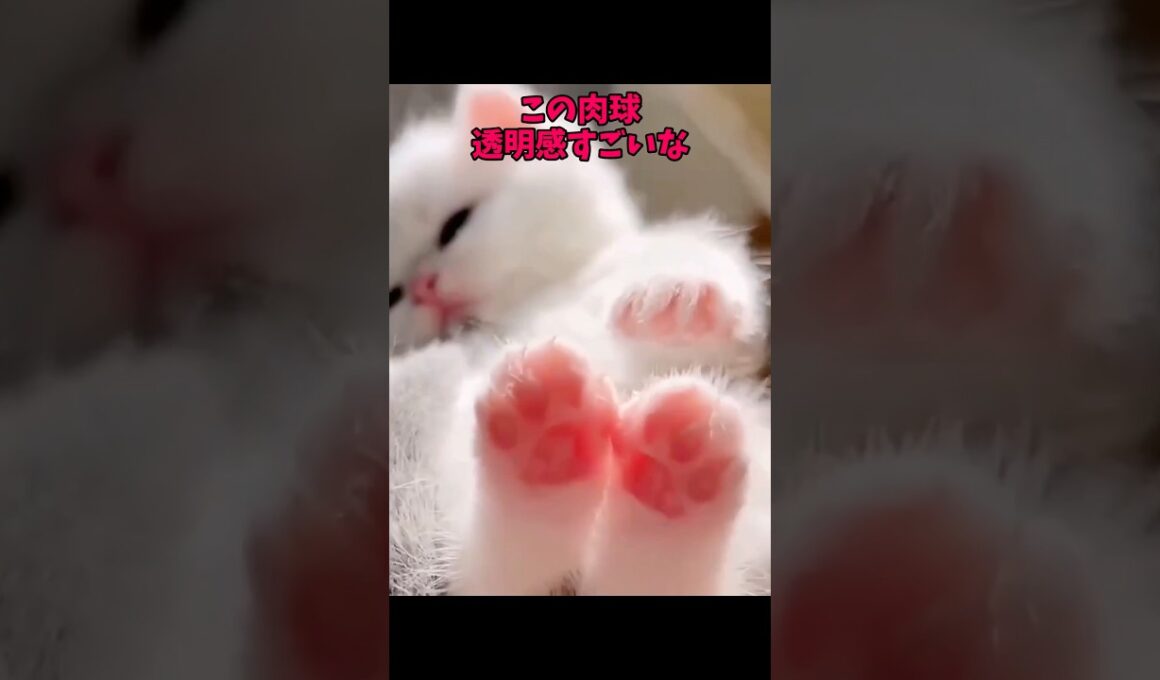 猫ってほんと、ビューティフォー😘 #猫 #cat #cats #cute