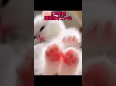 猫ってほんと、ビューティフォー😘 #猫 #cat #cats #cute