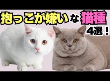 この猫ちゃん抱っこが苦手なの⁉︎ 4選！