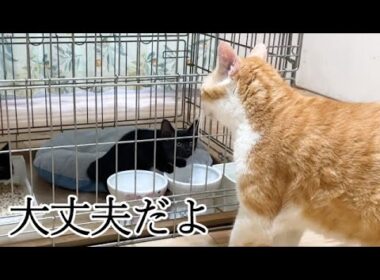 保護子猫の心を開かせた先住猫