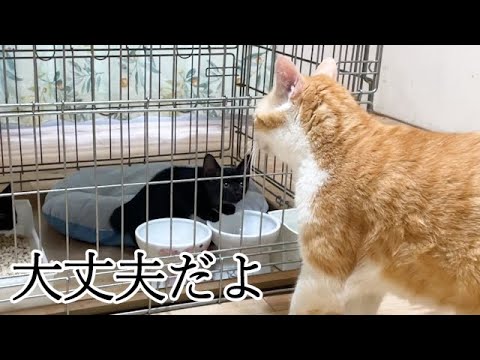 保護子猫の心を開かせた先住猫