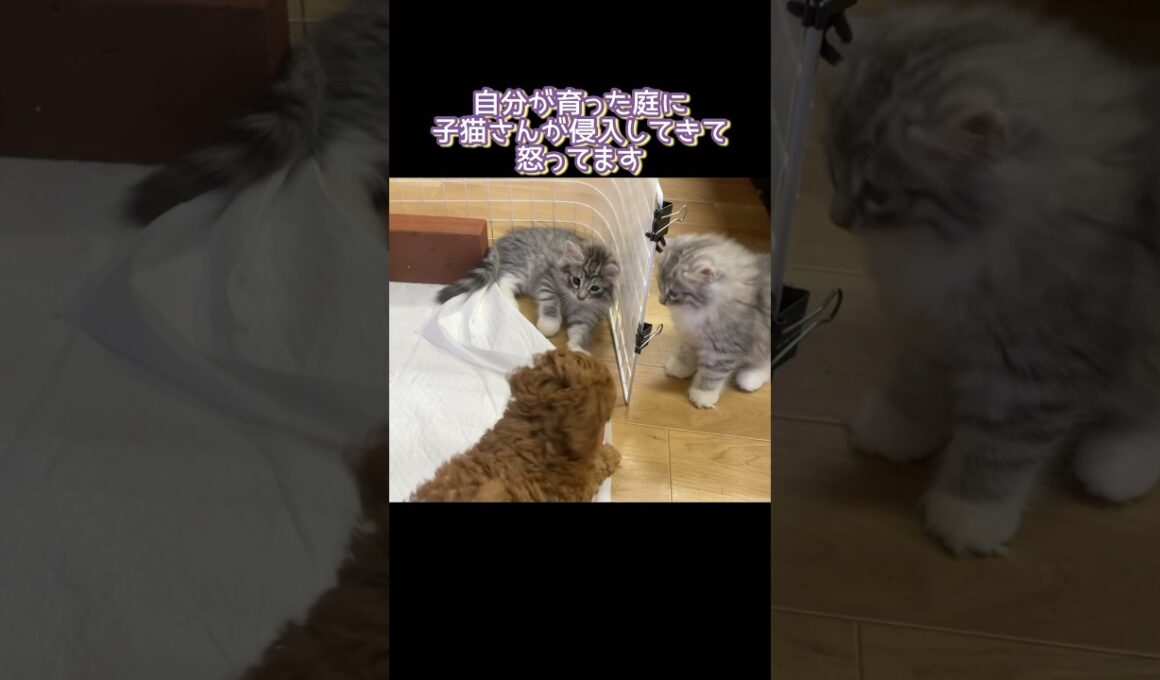 出ていけー #トイプードル #ノルウェージャンフォレストキャット #子犬#子猫#toypoodle #norwegianforestcat