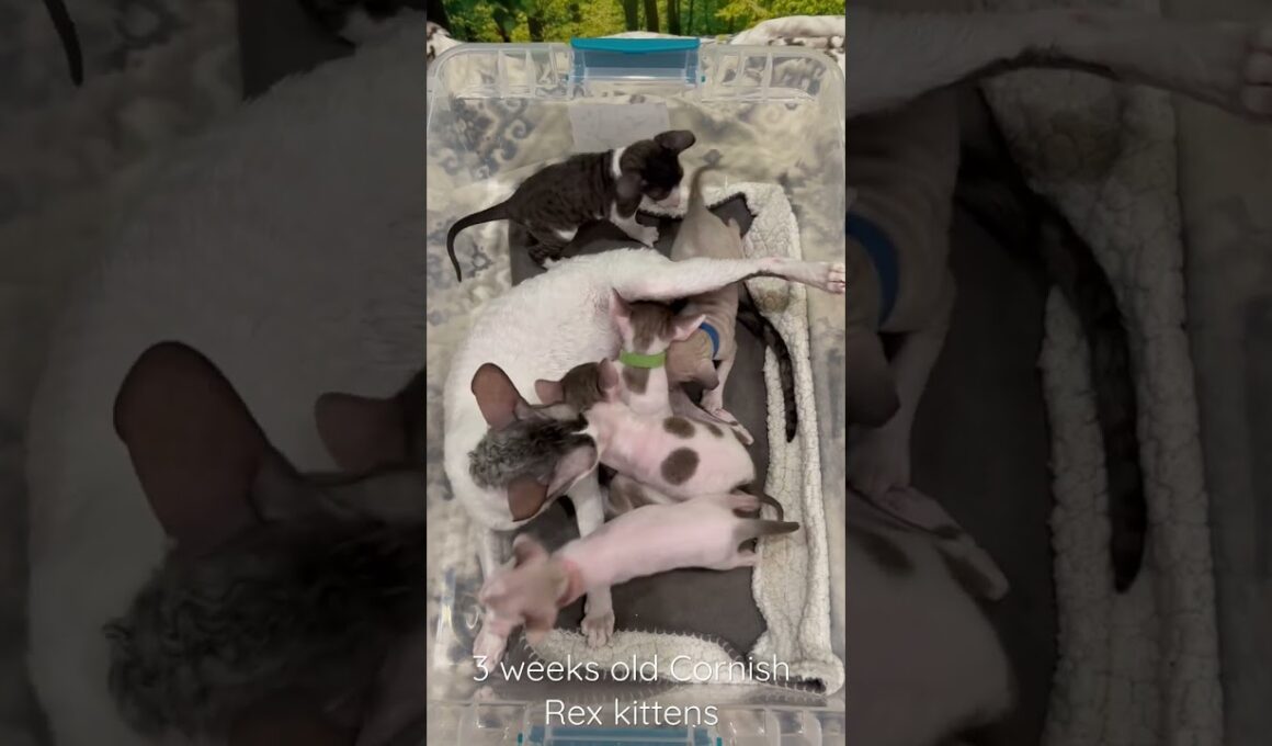 3 weeks old Cornish Rex kittens