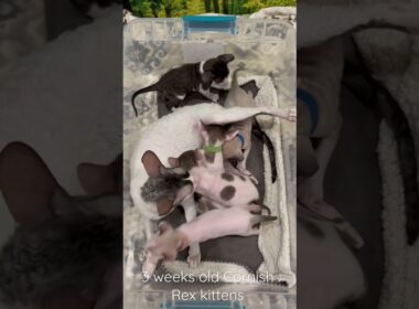 3 weeks old Cornish Rex kittens