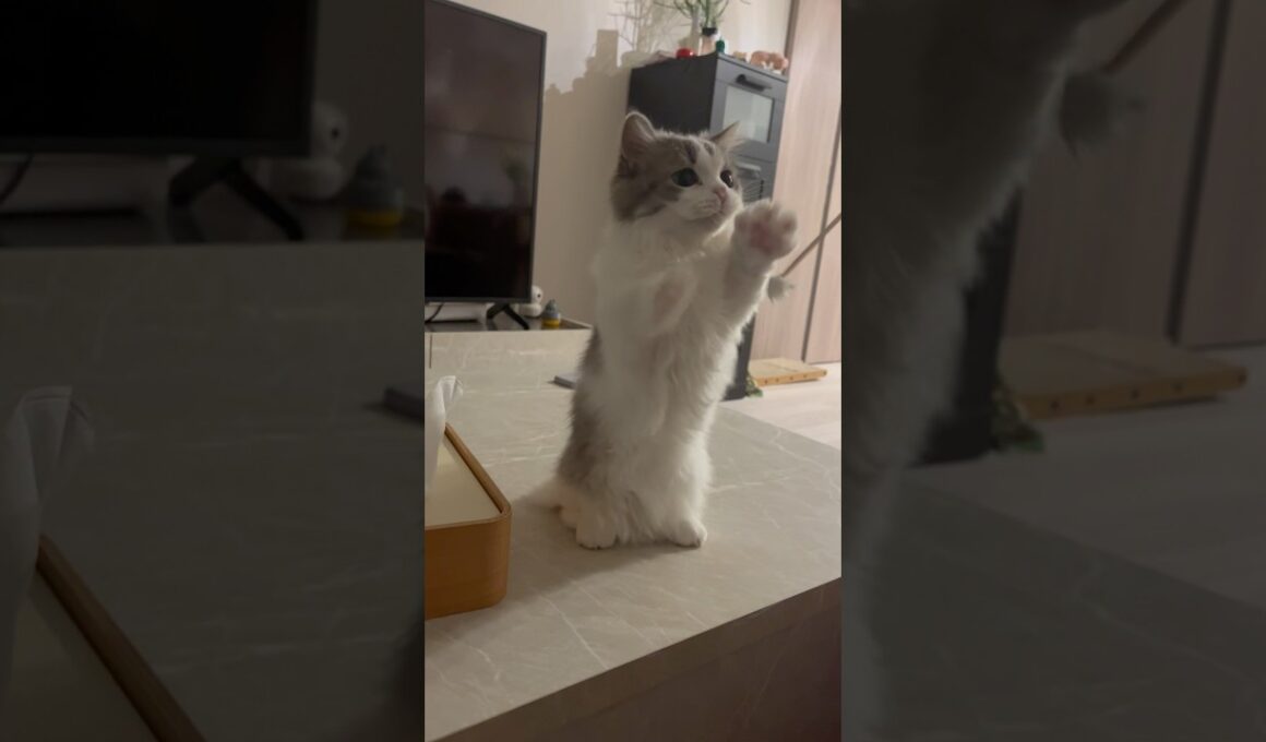 耳かきが好きすぎてマンチ立ちする子猫さん🐱 #マンチカン #多頭飼い #猫 #かわいい #cat #munchkins #短足猫 #芒奇金 #曼基康猫 #cute #猫のいる暮らし